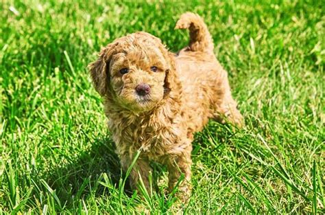 image1561898569361 in 2020 Goldendoodle puppy for sale. . Mini goldendoodle rescue illinois